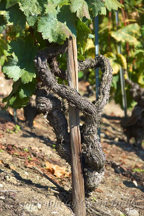 Old vines, Vineyard near Fully IMGP3463.jpg